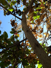 tree in autumn