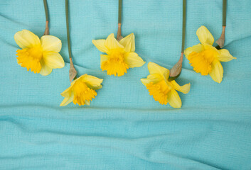 Yellow narcissus flowers on blue textile background. Flat lay, top view. Floral festive holiday concept.