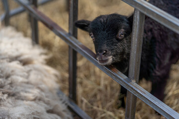 newborn black lamb on the farm, ouessant - one of the smallest breeds of sheep in the world, looking to camera, sweet and curious animals, Easter concept