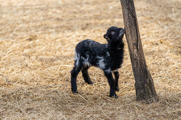 tiny newborn black lamb