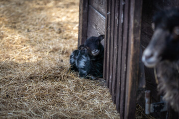 newborn black lamb on the farm, ouessant - one of the smallest breeds of sheep in the world, looking to camera, sweet and curious animals, Easter concept