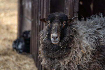 close up of the sheep in a pasture