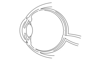 眼球の図解イラスト（線画）