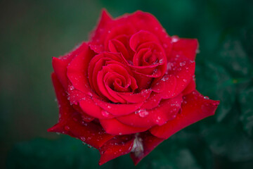 red rose with water drops