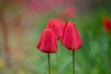 Red tulip flower in the field with vivid color