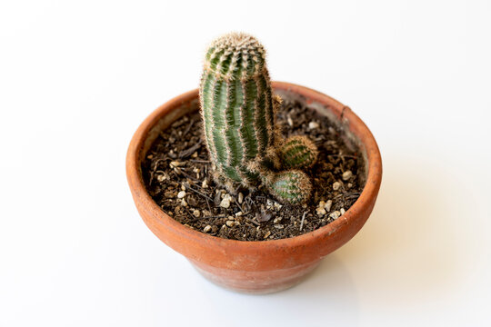 Conceptual image of cactus of penis shape