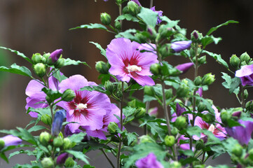 Hibiscus bush blooms in nature