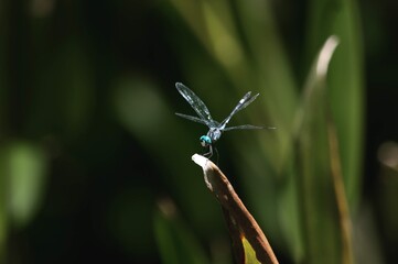 dragonfly on a branch