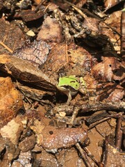 moth on a leaf