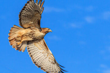 Red-tailed Hawk (Buteo jamaicensis) in flight