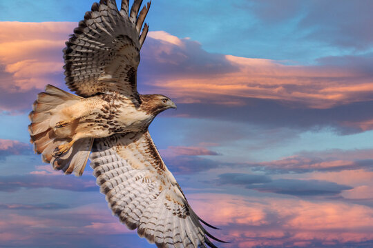 Red-tailed Hawk (Buteo jamaicensis) in flight