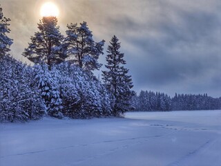 snow covered trees