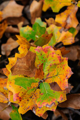 Fall Foliage  at Roman Nose State Park, NW Oklahoma.