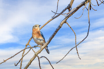 Eastern Bluebird (Sialia sialis) in a tree in Mitch Prk, Edmond, OK