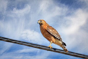 Red-shouldered Hawk (Buteo lineatus) perched on a wire in Oklahoma City, OK