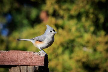 Tufted Titmouse (Baeolophus bicolor) in a tree in Edmond, OK