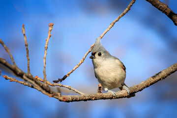 Tufted Titmouse (Baeolophus bicolor) in a tree in Edmond, OK