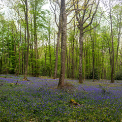 Bluebell woods - Carpet of Hyacinthoides non-scripta in spring