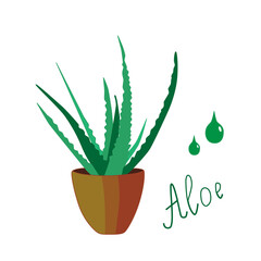 Medicinal plant Aloe Vera, indoor tropical succulent in a pot with thick leaves. Vector illustration for medical websites, articles, notes.