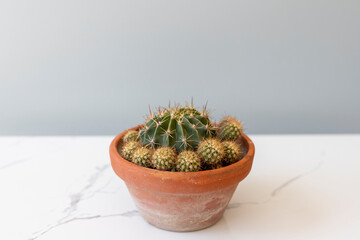 Cactus with offsets in a pot