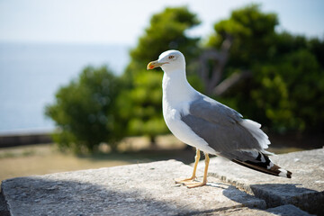 Möwe Rovinj Kroatien