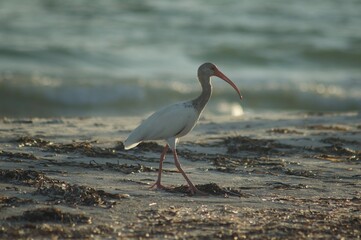 heron on the beach