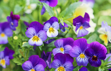 Blue pansy flowers