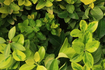 green leaves background