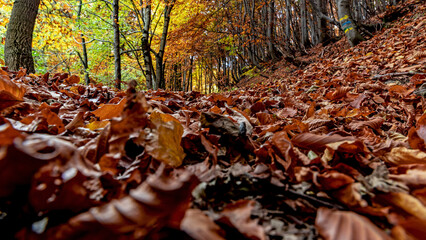 autumn leaves on the ground