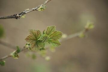 A currant branch with young leaves on a blurred green background of the garden. High quality photo