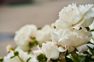 Bush of white Paeonia lactiflora. Peony flowers in the garden, beautiful natural background with space to copy. High quality photo