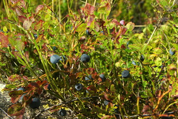 Blueberry shrubs with blue and ripe berries in the forest on sunny day
