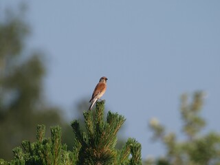 makolągwa - ptak siedzący na czubku drzewa - obrazy, fototapety, plakaty