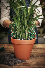 Add more life and freshness to your home. Cropped shot of an unrecognizable florist arranging a pot plant inside her plant nursery.