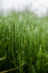 Fototapeta na wymiar Green horsetail outdoors grows in the morning with dew