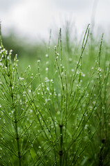 Green horsetail outdoors grows in the morning with dew