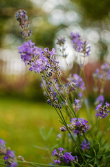 Gentle purple lavender flowers grow on the field outdoors for a bouquet