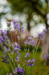 Gentle purple lavender flowers grow on the field outdoors for a bouquet