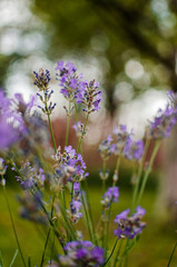 Gentle purple lavender flowers grow on the field outdoors for a bouquet
