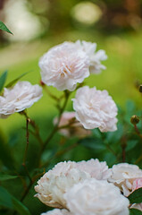 Beautiful fresh roses grow outdoors in the summer