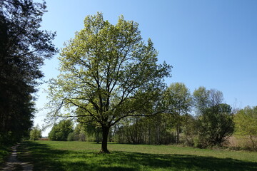 Bauzm auf einer Wiese im Frühling