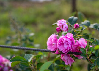 Pink rose trees that grow behind a sling fence