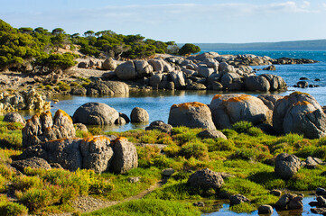 Coastal scenery with lichen covered granite boulders, salt-resistant plants and coastal shrub...