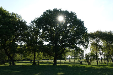 Bäume im Gegenlicht