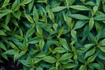 Background leaves. The leaves of the phlox are dark green. High quality photo