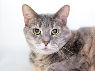 A gray tabby shorthair cat with dilated pupils and a serious expression