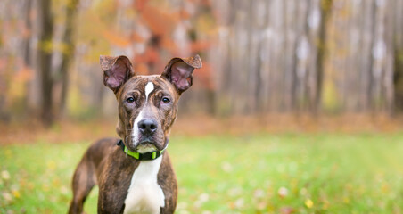 A brindle and white Hound x Terrier mixed breed dog with large floppy ears
