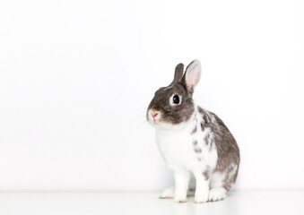 A small brown and white Dwarf breed rabbit sitting on a white background