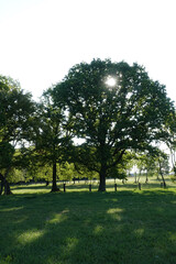 Fototapeta na wymiar Baum im Gegenlicht