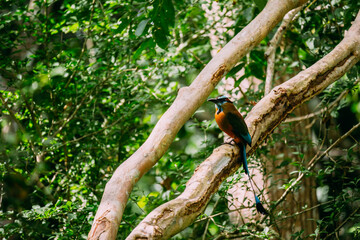 farbenfroher Motmot sitzend auf einem Ast im Dschungel auf Yucatan in Mexiko